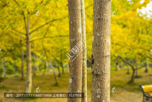 銀杏