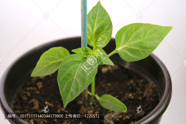 jungpflanze