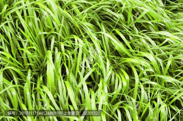 美麗的