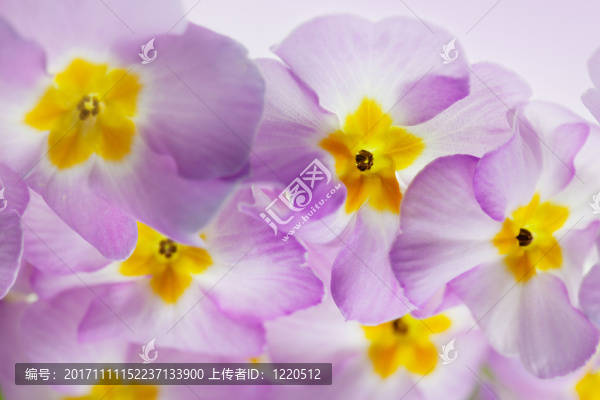 紫色報春花