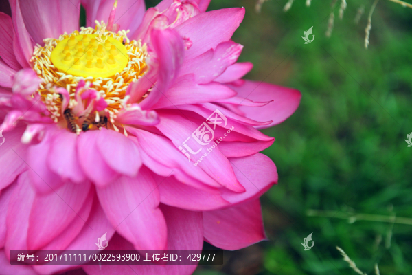 荷花瓣