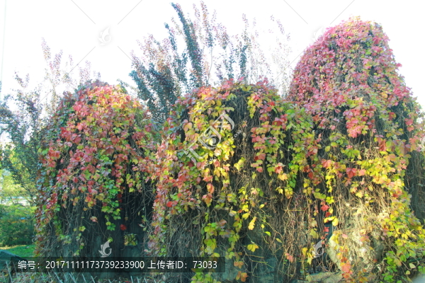 紅葉