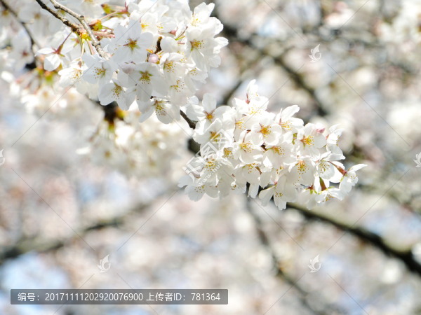 樹(shù)上的櫻花,櫻花樹(shù)