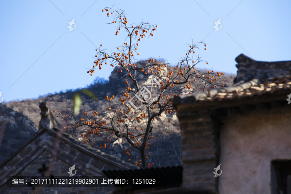 柿到人家