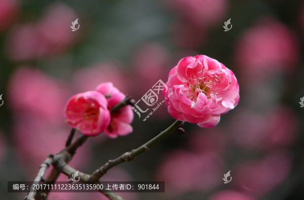 紅梅花
