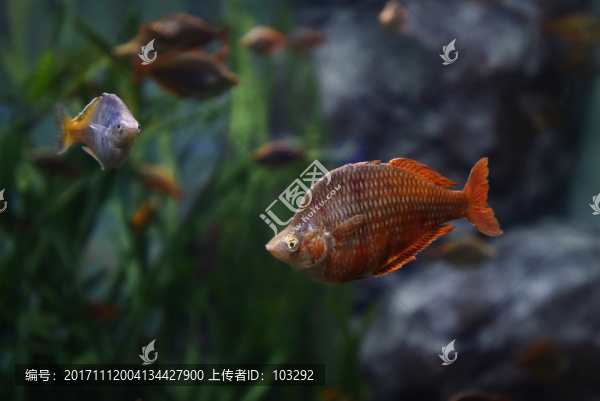 澳大利亞的彩虹魚(yú)