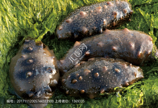 活海參