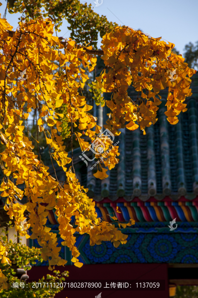 北京地壇公園,秋色
