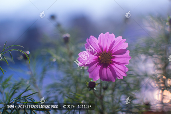 波斯菊