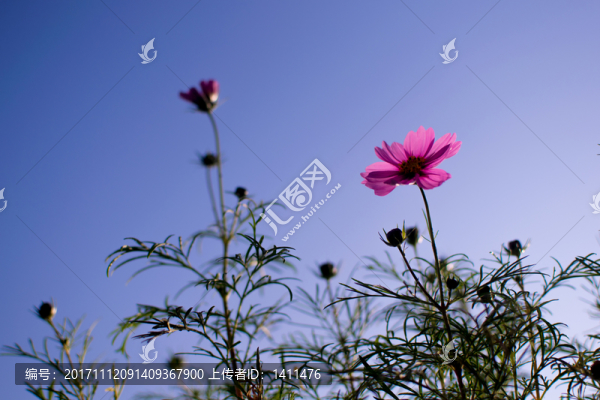 波斯菊