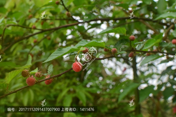 樹(shù)莓