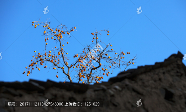 柿子紅了