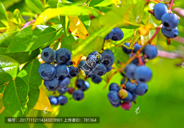 藍莓樹