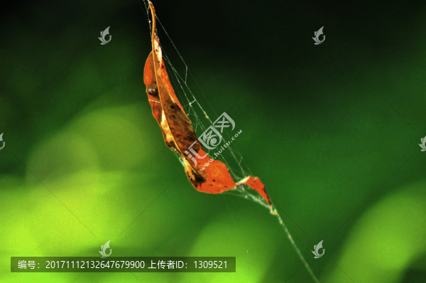 夏天蛛網(wǎng)中的落葉