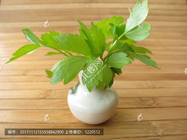 在花瓶里放逐