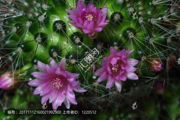 仙人掌花
