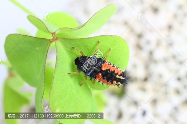 蟲