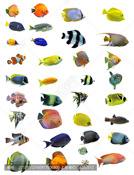 魚