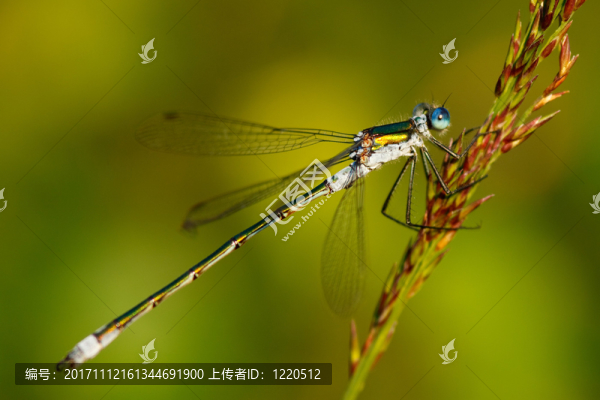 共同binsenjungfer,,-,,lestes,sponsa