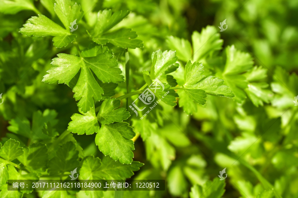 香料