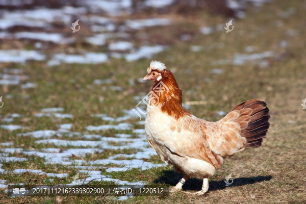 動(dòng)物-匯圖網(wǎng) www.fosd68.com 動(dòng)物