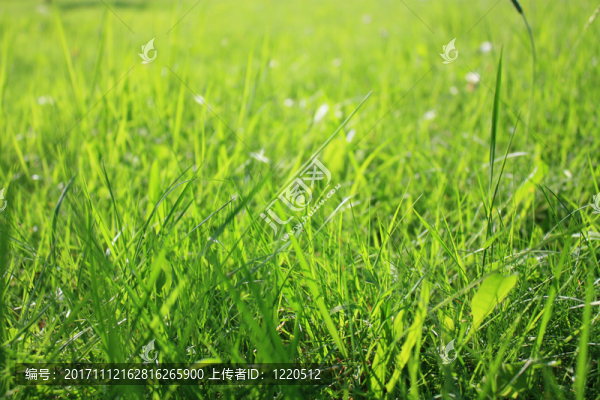 美麗的