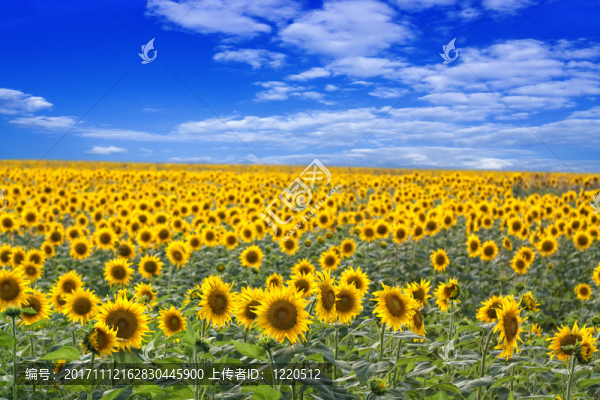 藍色