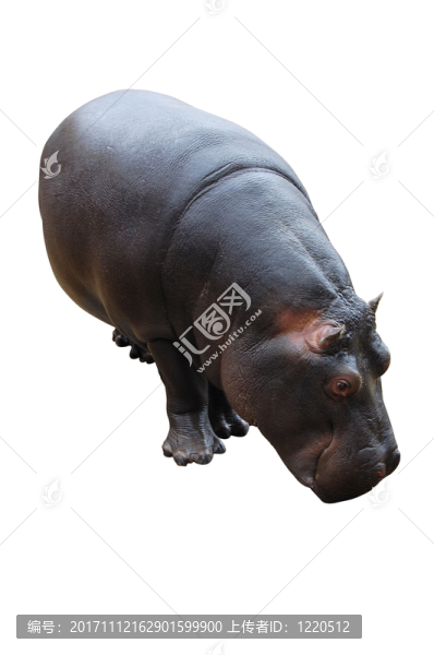 動(dòng)物