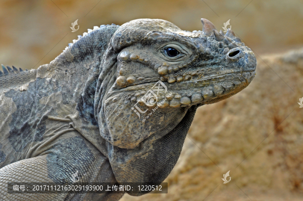 nashornleguan