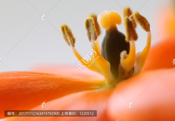桔子