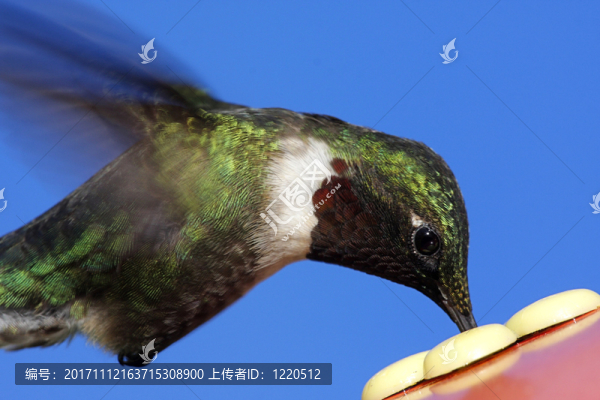 野生的