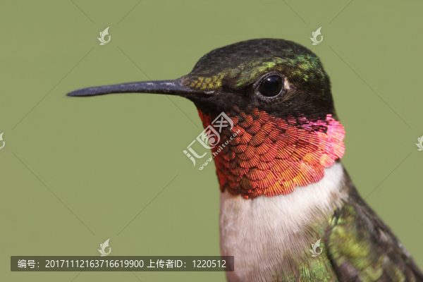 野生的