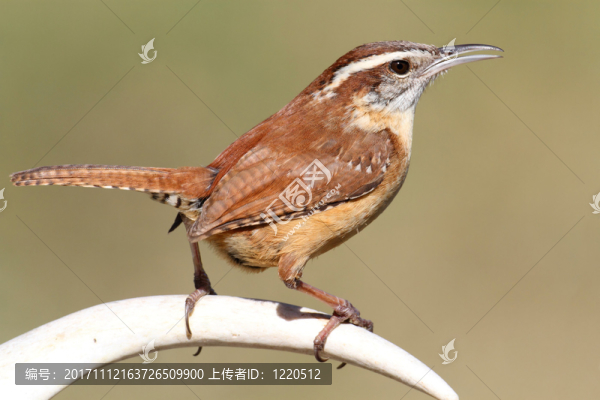 鳥