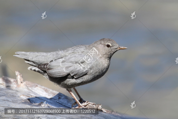 鳥(niǎo)