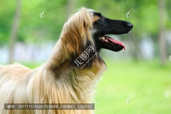 動物