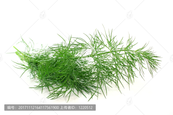 烹飪藥草