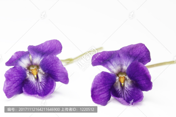 紫羅蘭，關(guān)閉