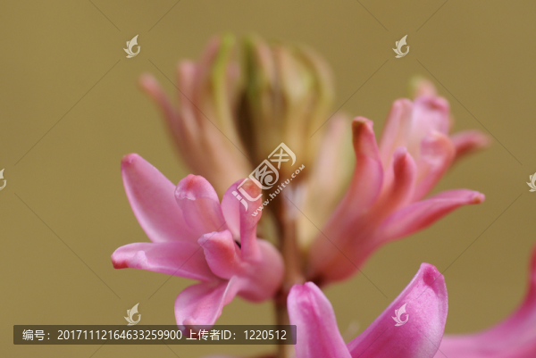 花園