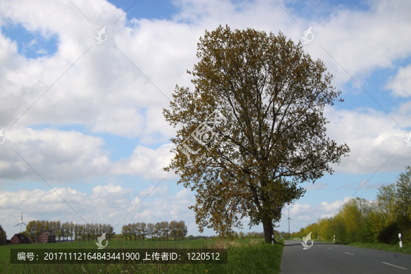 樹在路邊