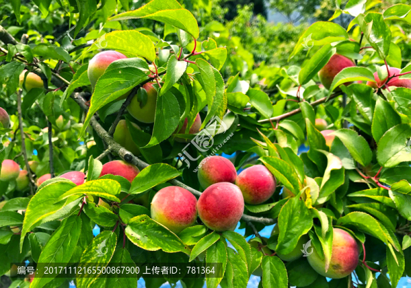桃樹,桃子樹
