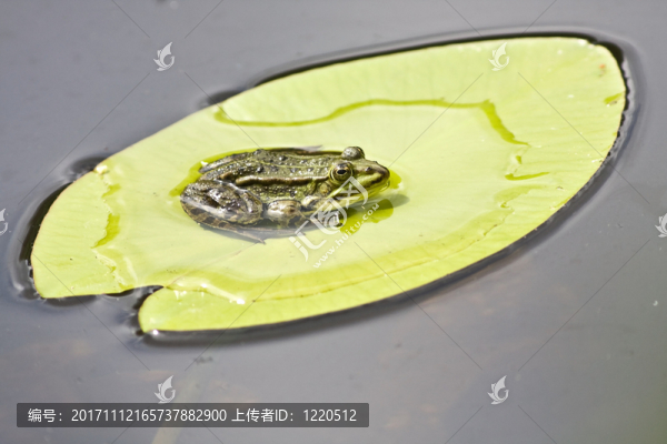 音樂會