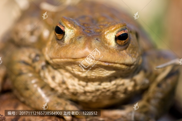 青蛙