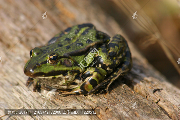 池塘青蛙（pelophylax）