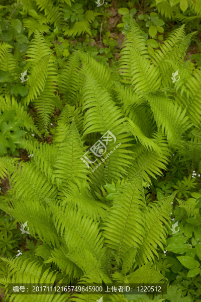 植物群