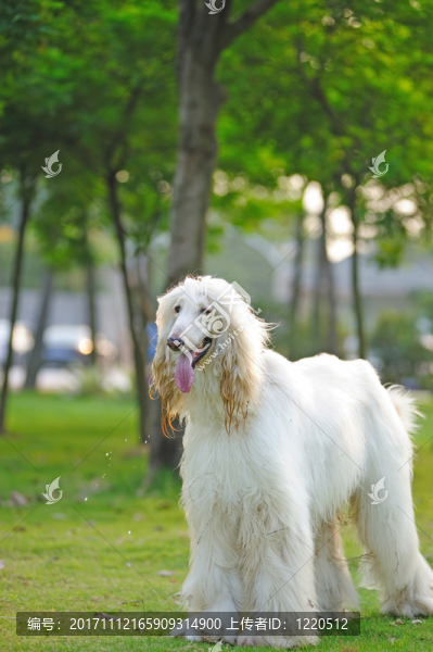 公園