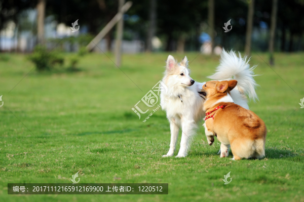 動物