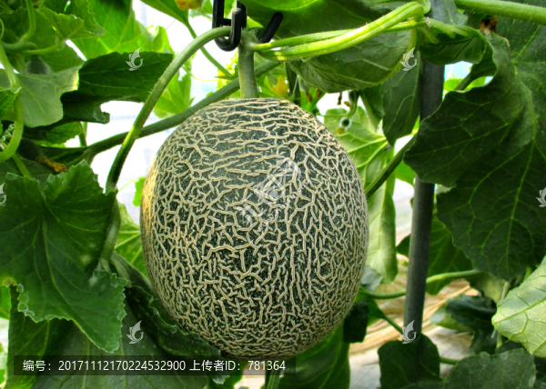 哈密瓜,甜瓜種植
