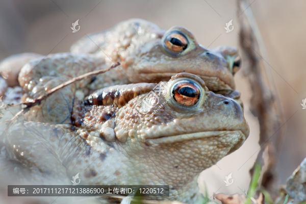 蟾蜍