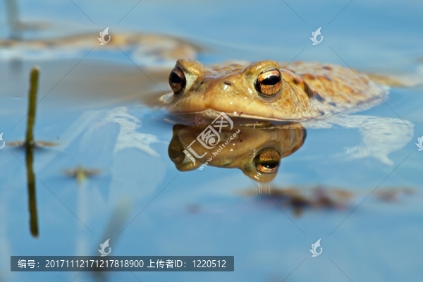 共同的蟾蜍