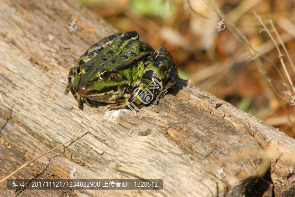 池塘青蛙（pelophylax）